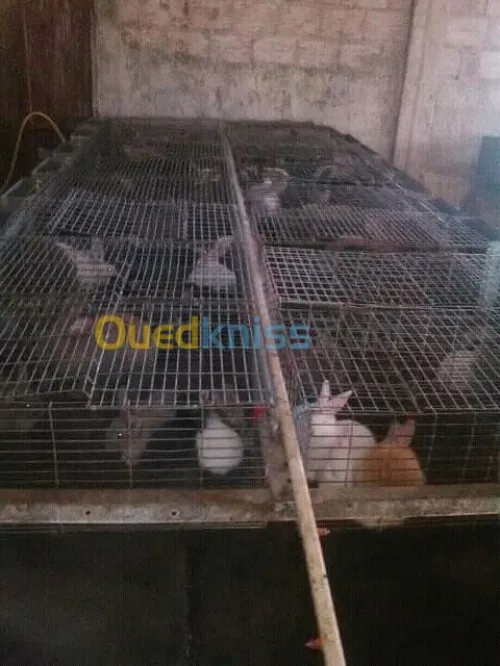Cages des lapins 