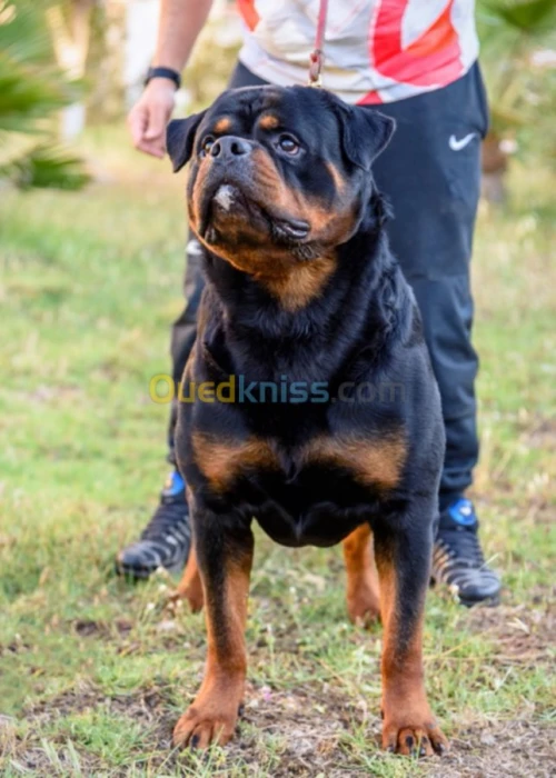 Chien Rottweiler 