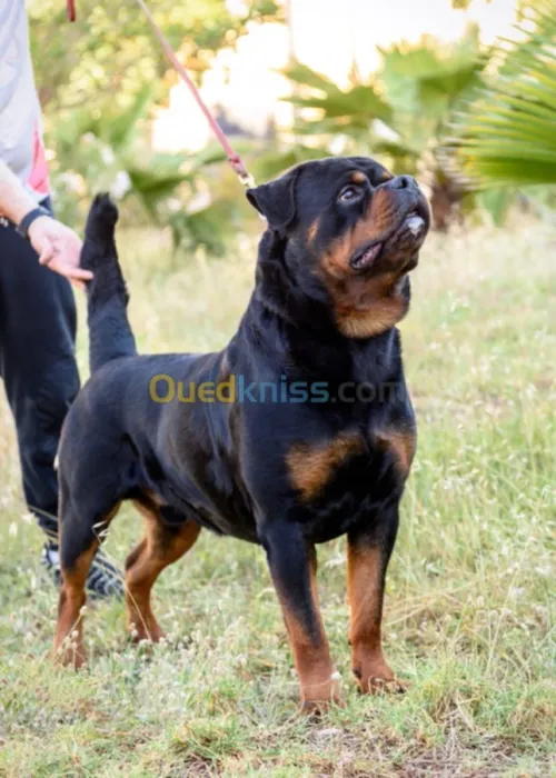 Chien Rottweiler 