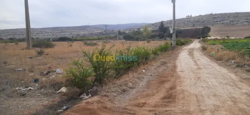 Vente Terrain Relizane Oued rhiou