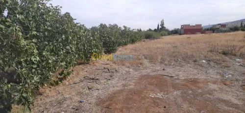 Vente Terrain Relizane Oued rhiou