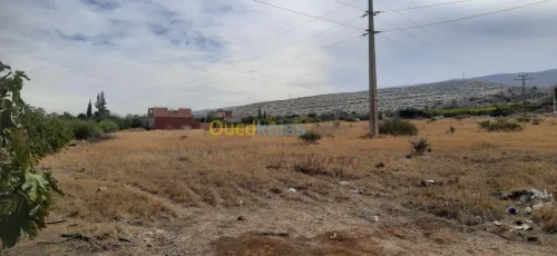 Vente Terrain Relizane Oued rhiou