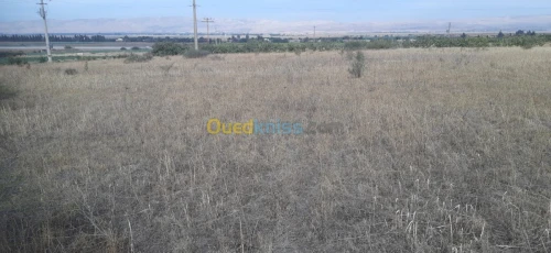 Vente Terrain Relizane Oued rhiou