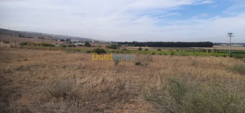 Vente Terrain Relizane Oued rhiou