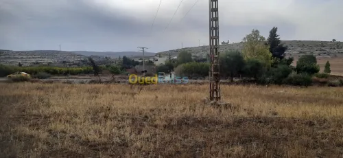 Vente Terrain Relizane Oued rhiou