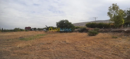Vente Terrain Relizane Oued rhiou