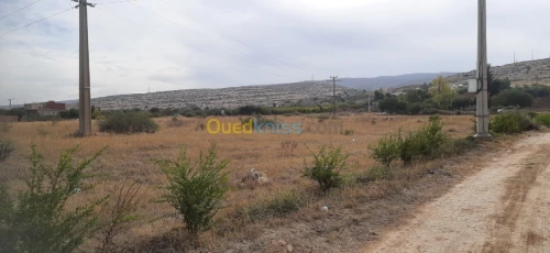 Vente Terrain Relizane Oued rhiou