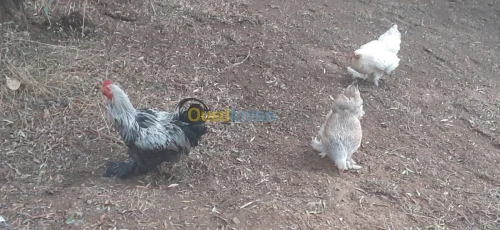 Poule Brahma دجاج براهما