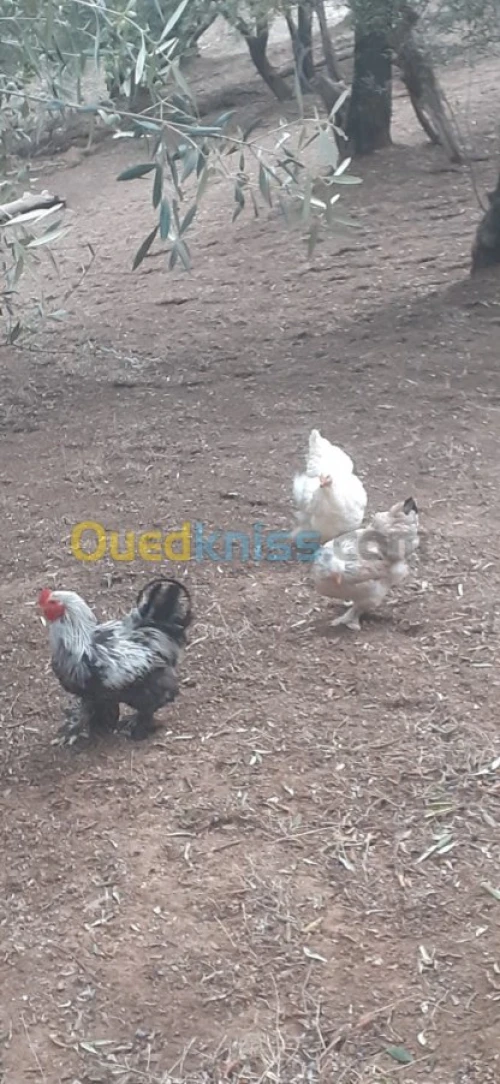 Poule Brahma دجاج براهما