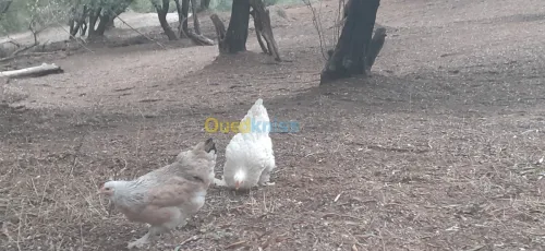 Poule Brahma دجاج براهما