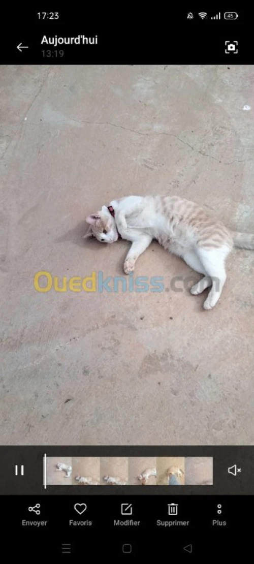 Donne chat