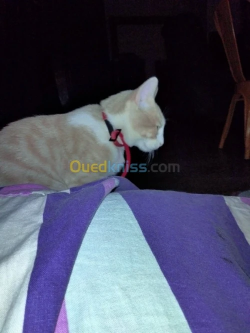 Donne chat