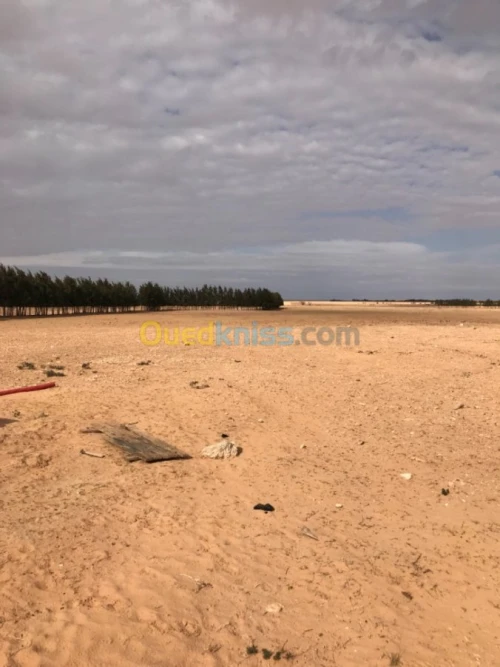 Location Terrain Agricole Tiaret Zmalet el emir abdelkader