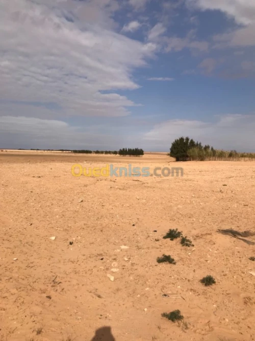 Location Terrain Agricole Tiaret Zmalet el emir abdelkader
