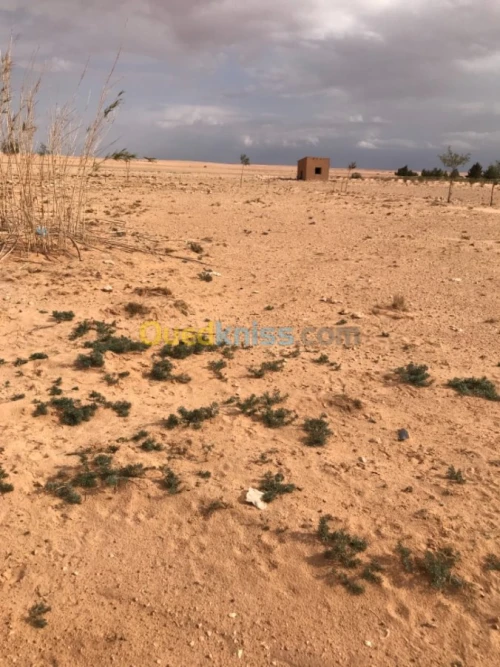 Location Terrain Agricole Tiaret Zmalet el emir abdelkader