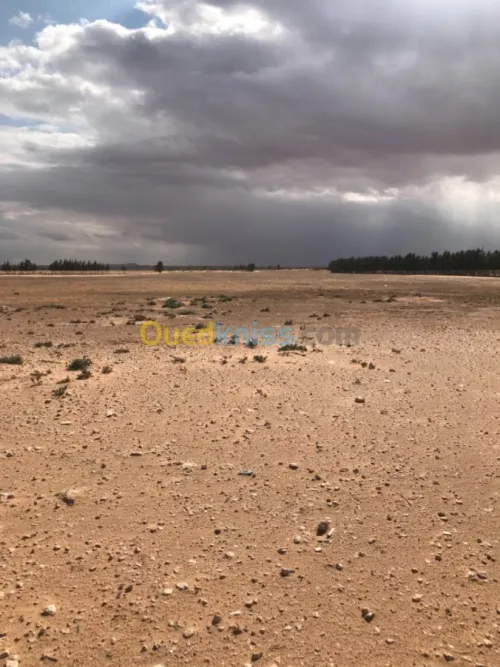 Location Terrain Agricole Tiaret Zmalet el emir abdelkader