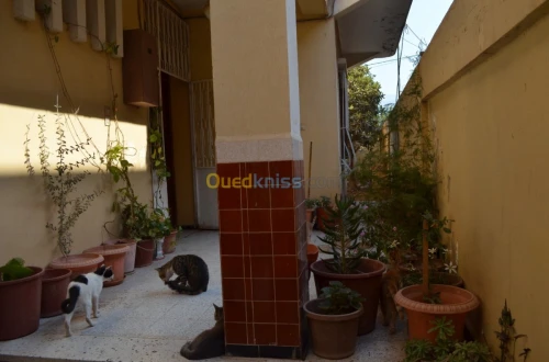 Vente Villa Blida Ouled yaich