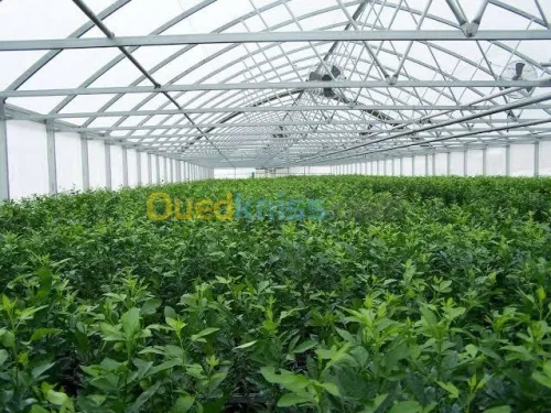 Volkameriana Porte greffe 