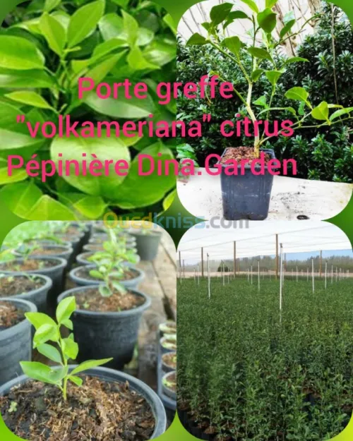 Volkameriana Porte greffe 