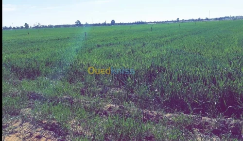 Vente Terrain Agricole El oued Beni guecha