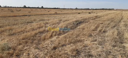 Vente Terrain Agricole El oued Beni guecha