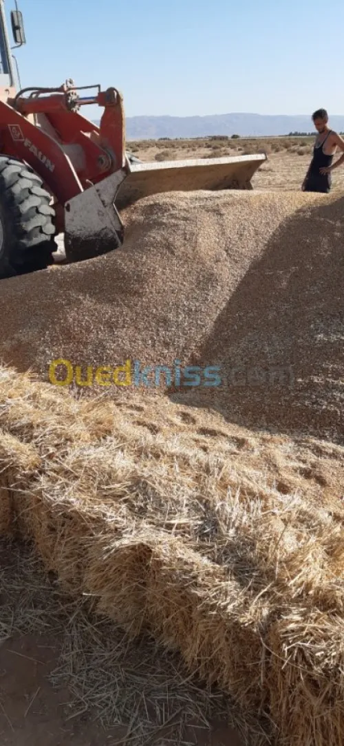 Vente Terrain Agricole El oued Beni guecha