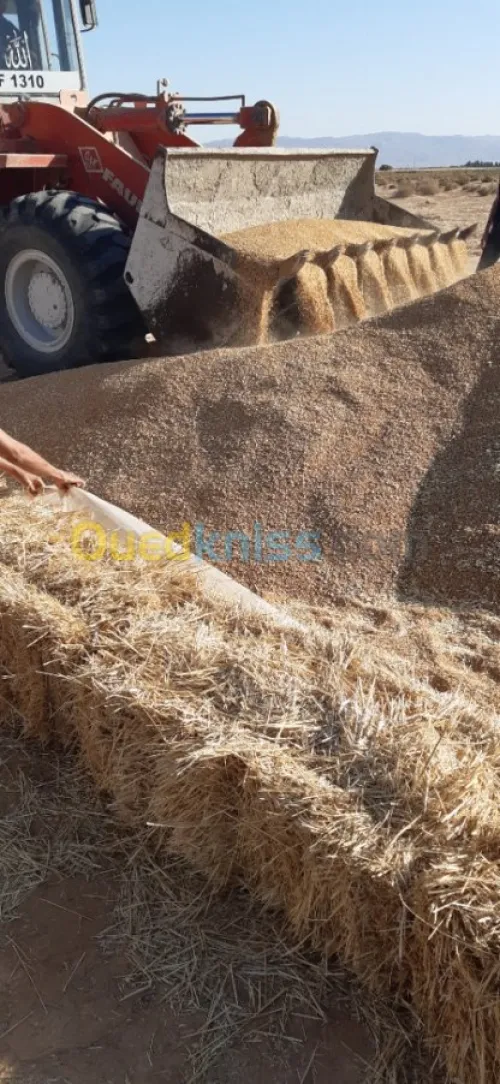 Vente Terrain Agricole El oued Beni guecha