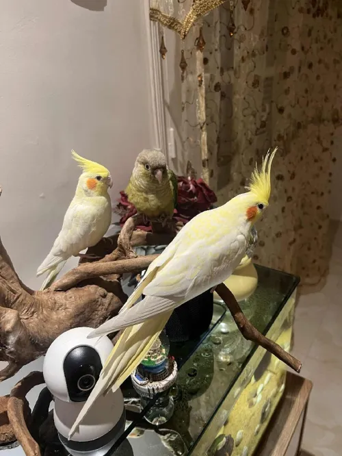كالوبسيت calopsitte
