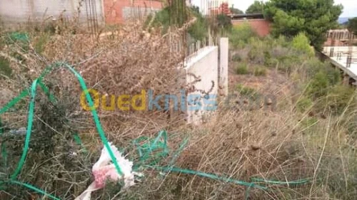 Vente Terrain Tipaza Tipaza