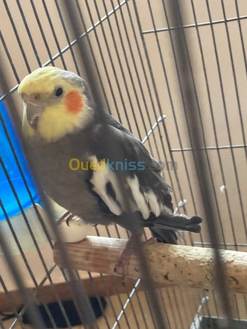 Calopsitte 1.5 ans male