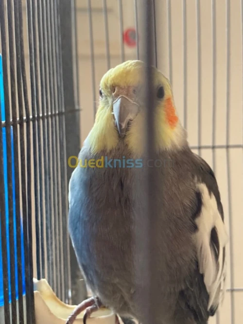 Calopsitte 1.5 ans male
