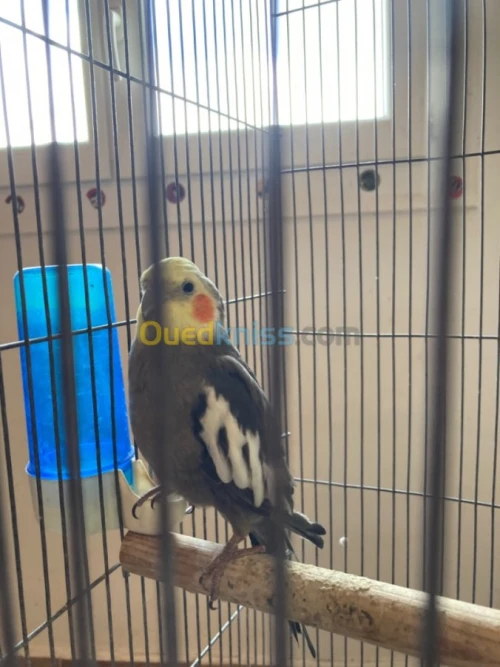 Calopsitte 1.5 ans male