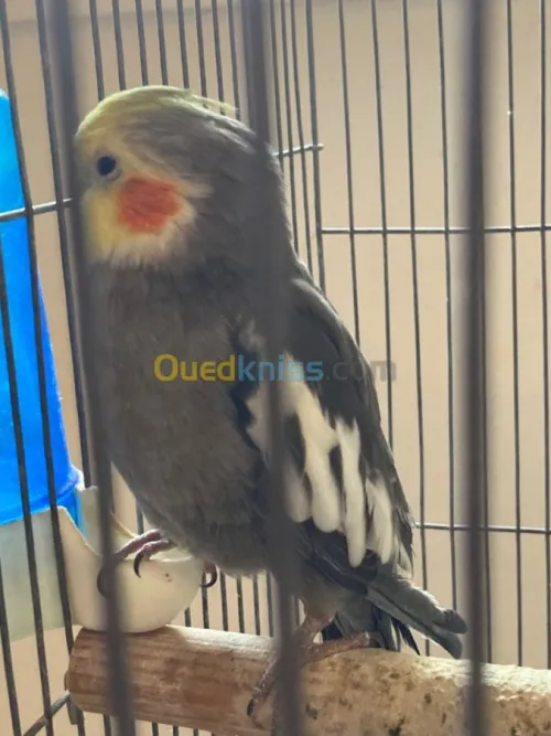 Calopsitte 1.5 ans male