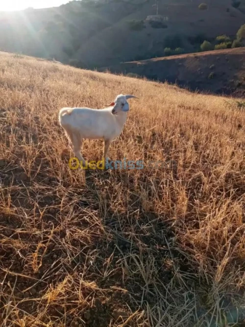 للبيع  أو استبدال عتروس