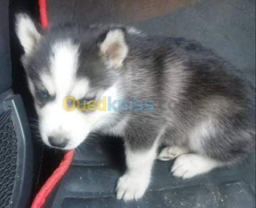 Malamute