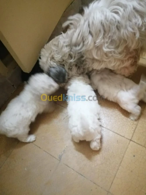 Chiot caniche bichon