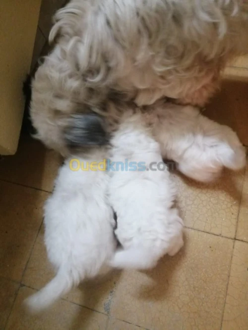 Chiot caniche bichon