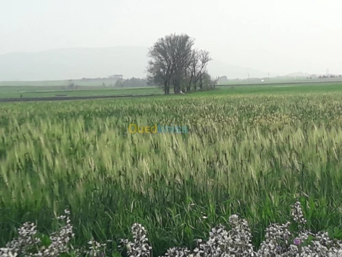 Vente Villa Setif Guidjel