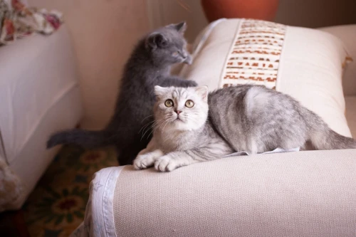 Scottish fold ns22 Silver tabby male