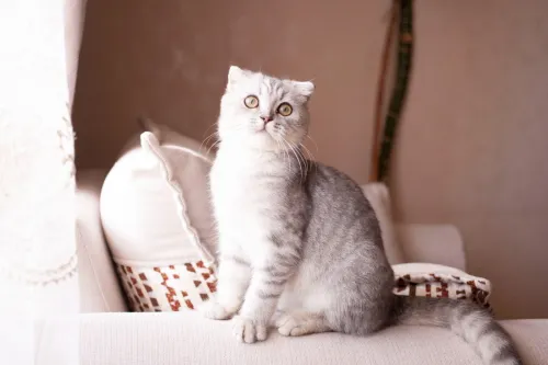 Scottish fold ns22 Silver tabby male