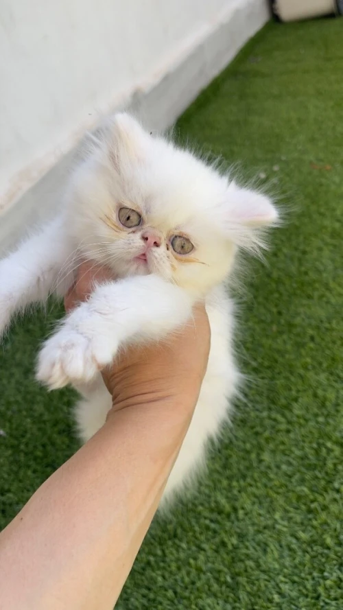 Chat persan