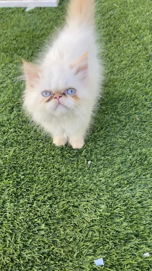 Chat persan