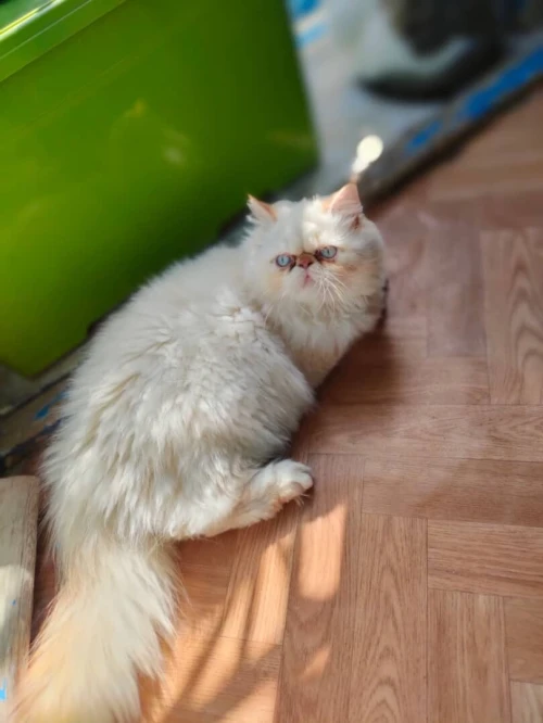 Persan picky face 2.5 mois