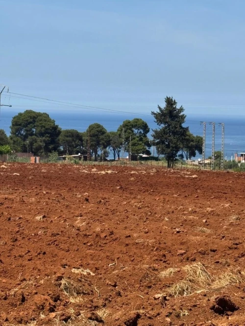 Vente Terrain Tipaza Khemisti