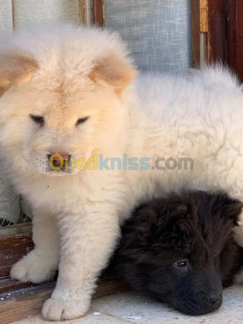 Chow-chow top qualité 