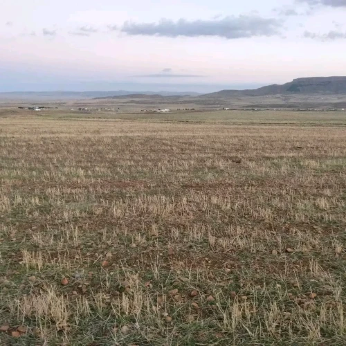 Vente Terrain Agricole Khenchela El hamma