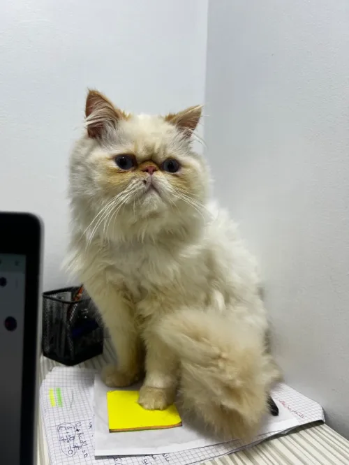 Chat persan