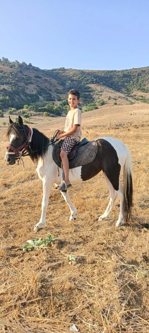 Pony cheval 