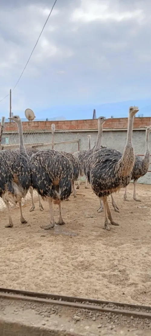 نعام Autriche 