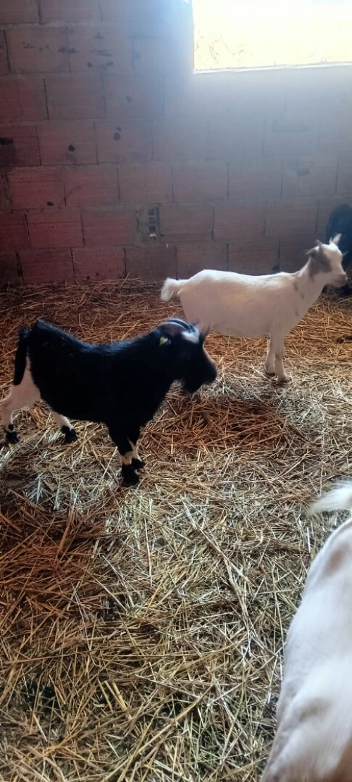 Chèvre naine ماعز القزم 